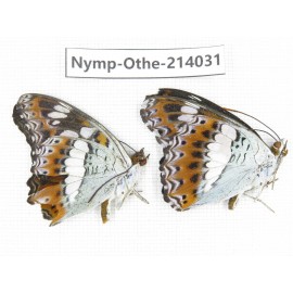 Moduza procris. China, Guangxi, Baise, Mt.Cenwanglaoshan. 2M. Nymp-Othe-214031.