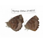 Ariadne ariadne. China, Guangxi, Baise, Mt.Cenwanglaoshan. 2M. Nymp-Othe-214032.