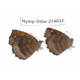Ariadne ariadne. China, Guangxi, Baise, Mt.Cenwanglaoshan. 2M. Nymp-Othe-214032.