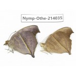 Junonia almana. China, Guangxi, Baise, Mt.Cenwanglaoshan. 2M. Nymp-Othe-214035.