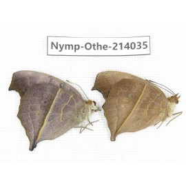 Junonia almana. China, Guangxi, Baise, Mt.Cenwanglaoshan. 2M. Nymp-Othe-214035.