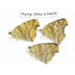 Polygonia c-aureum ssp. China, Guangxi, Baise, Mt.Cenwanglaoshan. 1M2F. Nymp-Othe-214036.