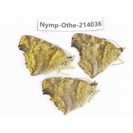Polygonia c-aureum ssp. China, Guangxi, Baise, Mt.Cenwanglaoshan. 1M2F. Nymp-Othe-214036.