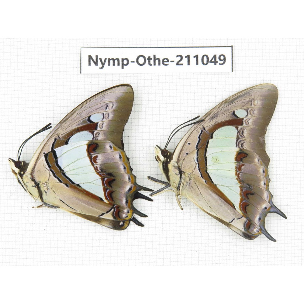 Polyura athamas ssp. China, Guangxi, Guilin. 2M. Nymp-Othe-211049.