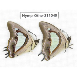 Polyura athamas ssp. China, Guangxi, Guilin. 2M. Nymp-Othe-211049.
