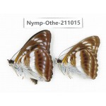 Athyma selenophora. China, Guangxi, Guilin. 2M. Nymp-Othe-211015.
