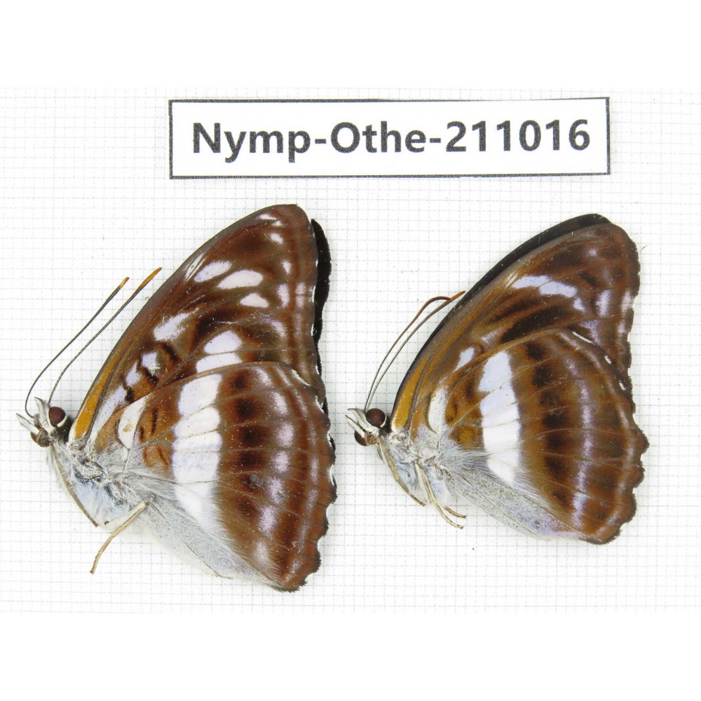 Athyma selenophora. China, Guangxi, Guilin. 2M. Nymp-Othe-211016.