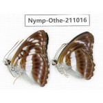 Athyma selenophora. China, Guangxi, Guilin. 2M. Nymp-Othe-211016.