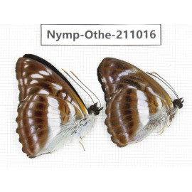 Athyma selenophora. China, Guangxi, Guilin. 2M. Nymp-Othe-211016.