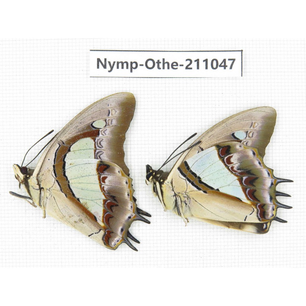 Polyura athamas ssp. China, Guangxi, Guilin. 2M. Nymp-Othe-211047.