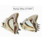 Polyura athamas ssp. China, Guangxi, Guilin. 2M. Nymp-Othe-211047.