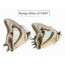 Polyura athamas ssp. China, Guangxi, Guilin. 2M. Nymp-Othe-211047.