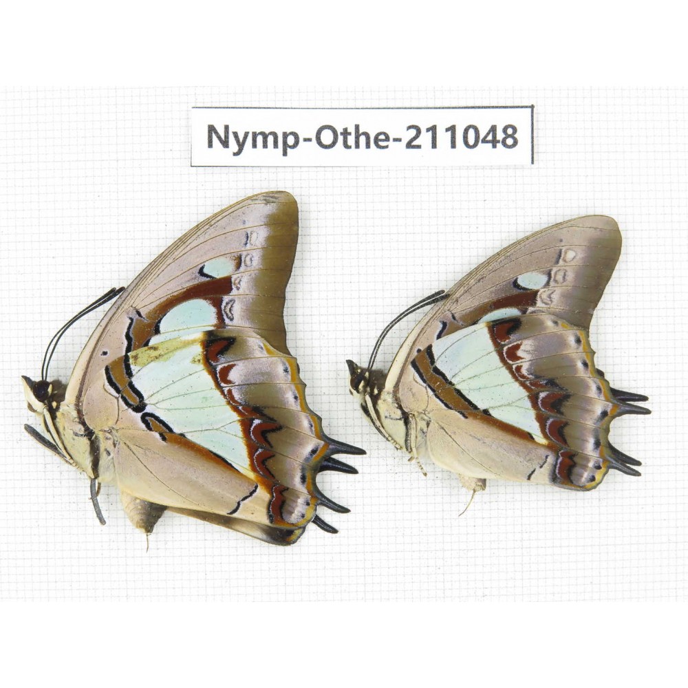 Polyura athamas ssp. China, Guangxi, Guilin. 2M. Nymp-Othe-211048.