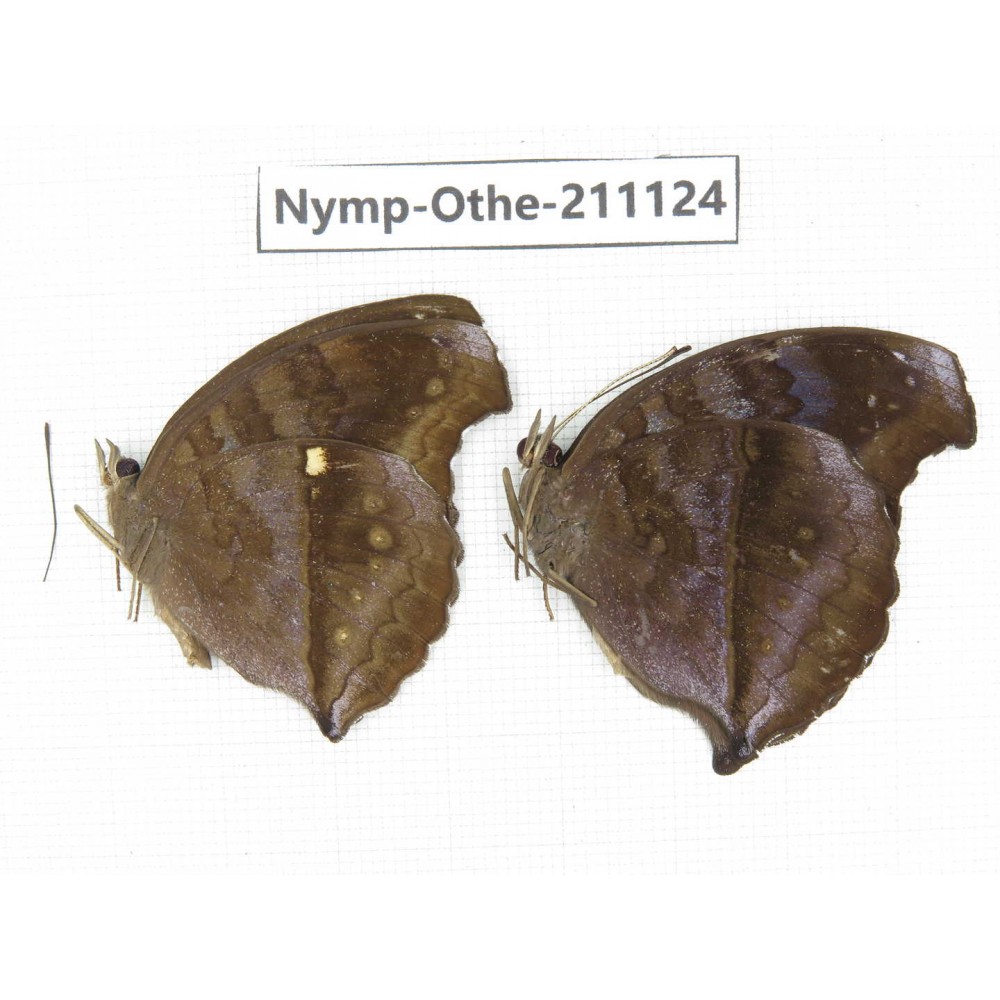 Junonia iphita ssp. China, Guangxi, Guilin. 2M. Nymp-Othe-211124.