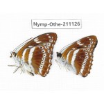 Athyma asura. China, Guangxi, Guilin. 2M. Nymp-Othe-211126.