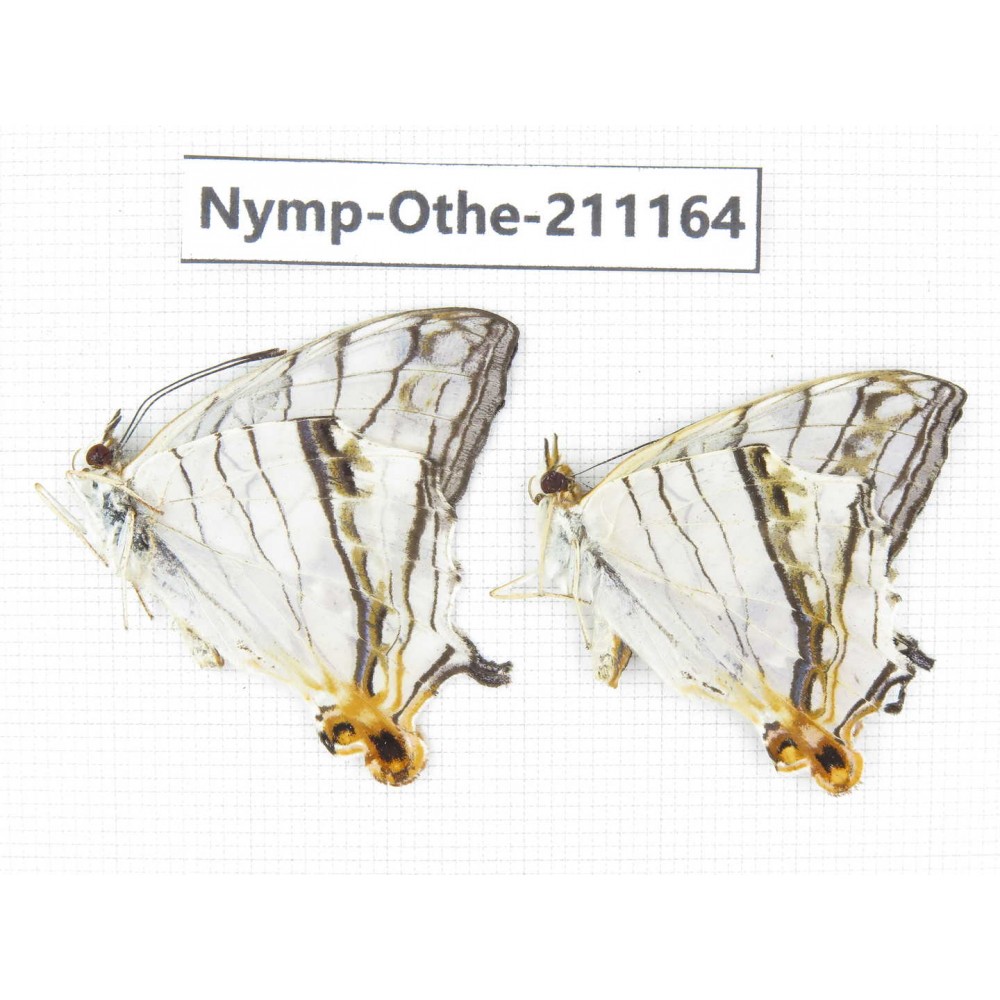Cyrestis thyodamas. China, Guangxi, Guilin. 2M. Nymp-Othe-211164.