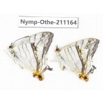 Cyrestis thyodamas. China, Guangxi, Guilin. 2M. Nymp-Othe-211164.
