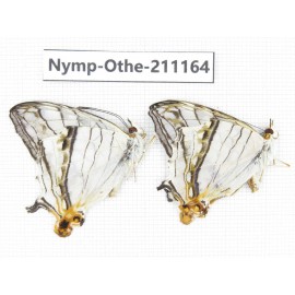 Cyrestis thyodamas. China, Guangxi, Guilin. 2M. Nymp-Othe-211164.