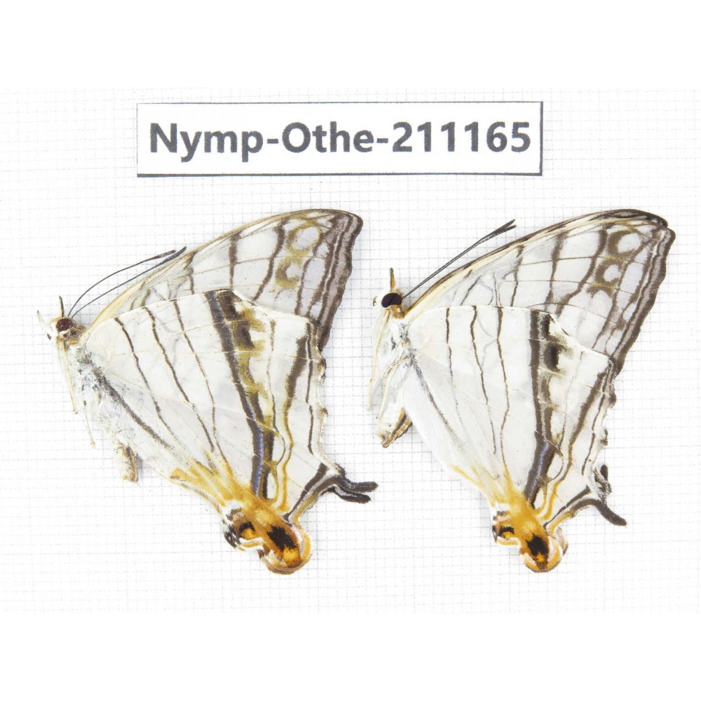 Cyrestis thyodamas. China, Guangxi, Guilin. 2M. Nymp-Othe-211165.