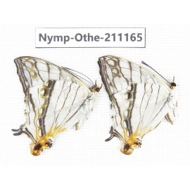 Cyrestis thyodamas. China, Guangxi, Guilin. 2M. Nymp-Othe-211165.