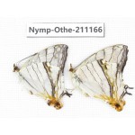 Cyrestis thyodamas. China, Guangxi, Guilin. 2M. Nymp-Othe-211166.