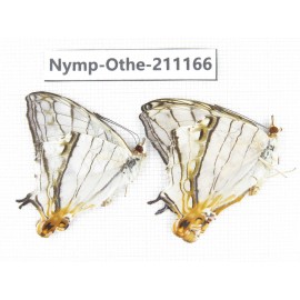 Cyrestis thyodamas. China, Guangxi, Guilin. 2M. Nymp-Othe-211166.