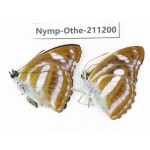 Athyma cama. China, Guangxi, Guilin. 2M. Nymp-Othe-211200.