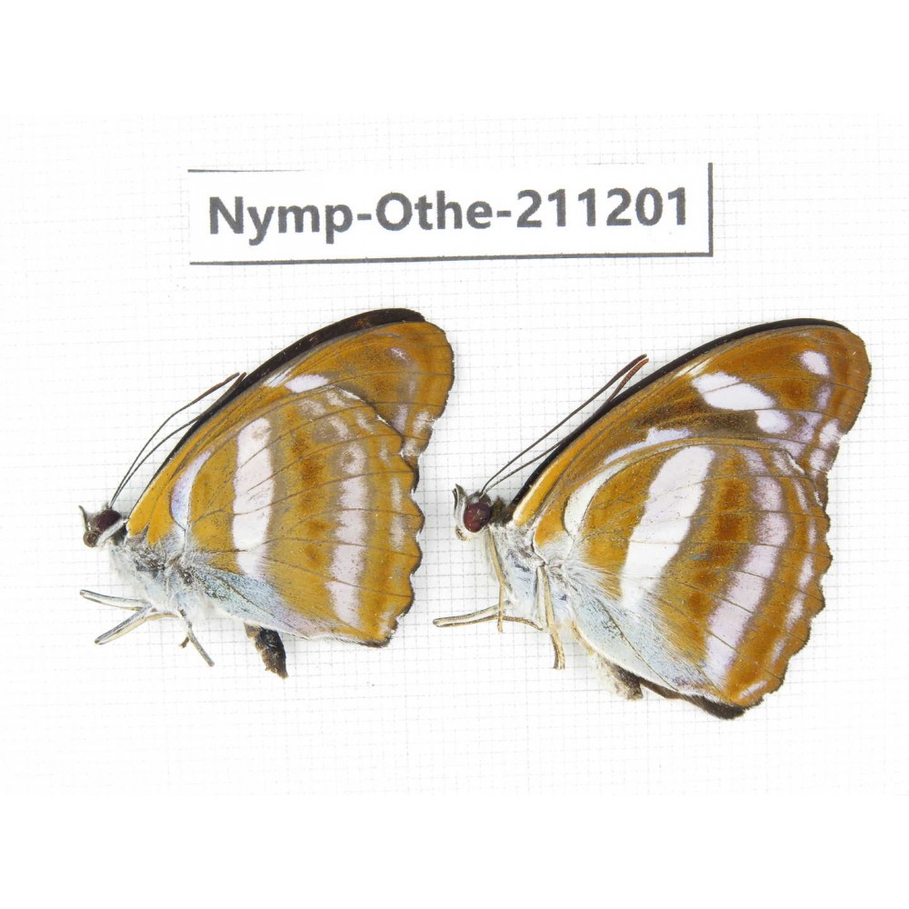 Athyma cama. China, Guangxi, Guilin. 2M. Nymp-Othe-211201.