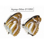 Athyma cama. China, Guangxi, Guilin. 2M. Nymp-Othe-211202.