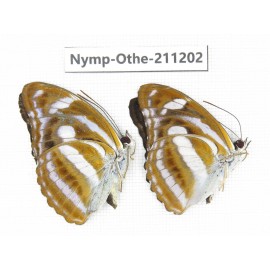 Athyma cama. China, Guangxi, Guilin. 2M. Nymp-Othe-211202.
