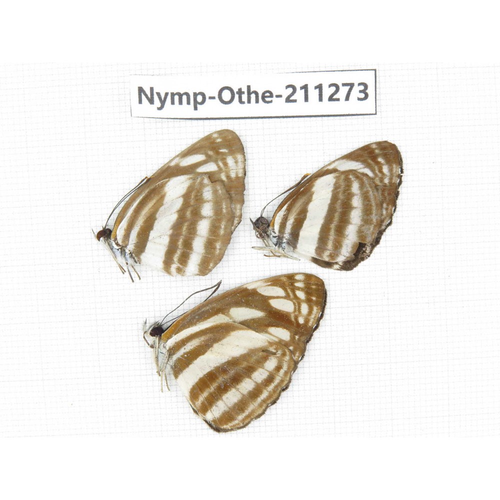Neptis sappho ssp. China, Guangxi, Guilin. 3M. Nymp-Othe-211273.