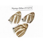 Neptis sappho ssp. China, Guangxi, Guilin. 3M. Nymp-Othe-211273.