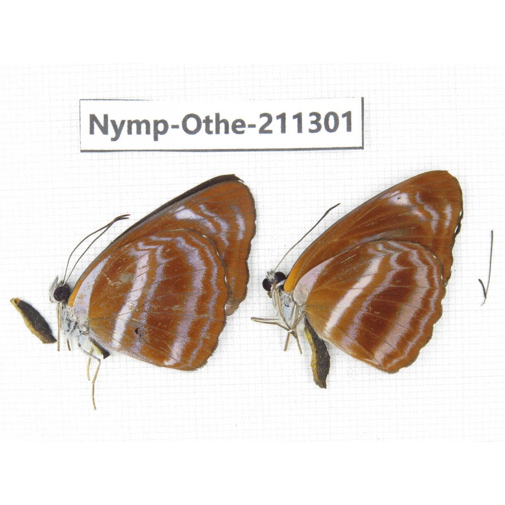 Neptis namba. China, Guangxi, Guilin. 2M. Nymp-Othe-211301.
