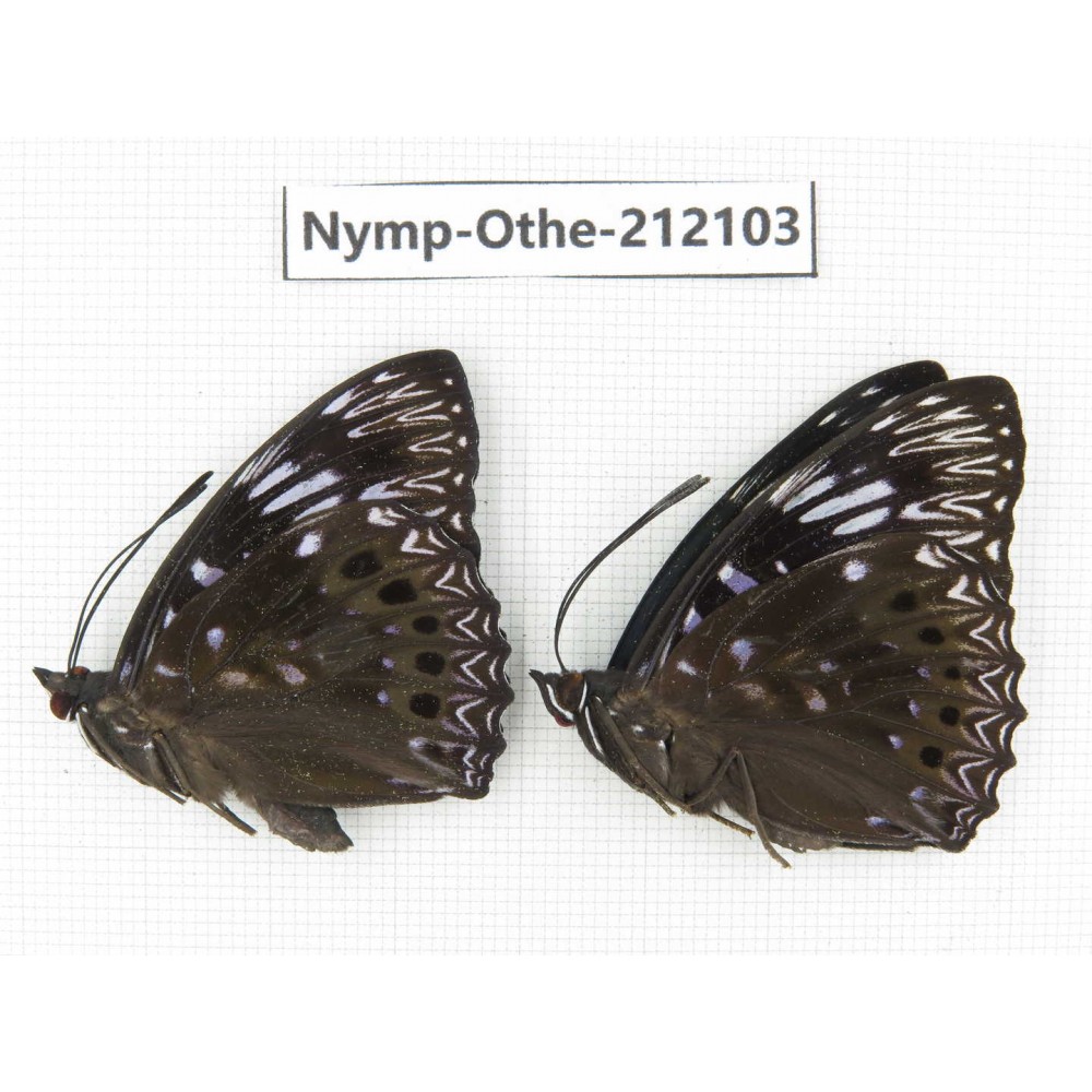 Dichorragia nesimachus. China, Guangxi, Guilin. 2M. Nymp-Othe-212103.