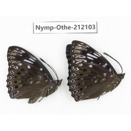 Dichorragia nesimachus. China, Guangxi, Guilin. 2M. Nymp-Othe-212103.