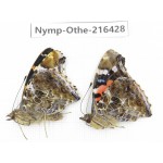 Vanessa indica ssp. China, Guizhou, Bijie area, Jinsha county.2M. Nymp-Othe-216428.