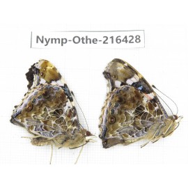Vanessa indica ssp. China, Guizhou, Bijie area, Jinsha county.2M. Nymp-Othe-216428.