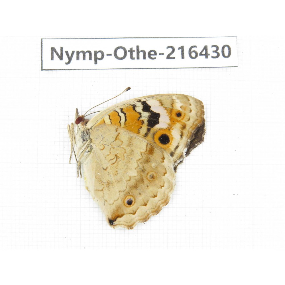 Junonia arithya ssp. China, Guizhou, Bijie area, Jinsha county.1M. Nymp-Othe-216430.