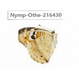 Junonia arithya ssp. China, Guizhou, Bijie area, Jinsha county.1M. Nymp-Othe-216430.