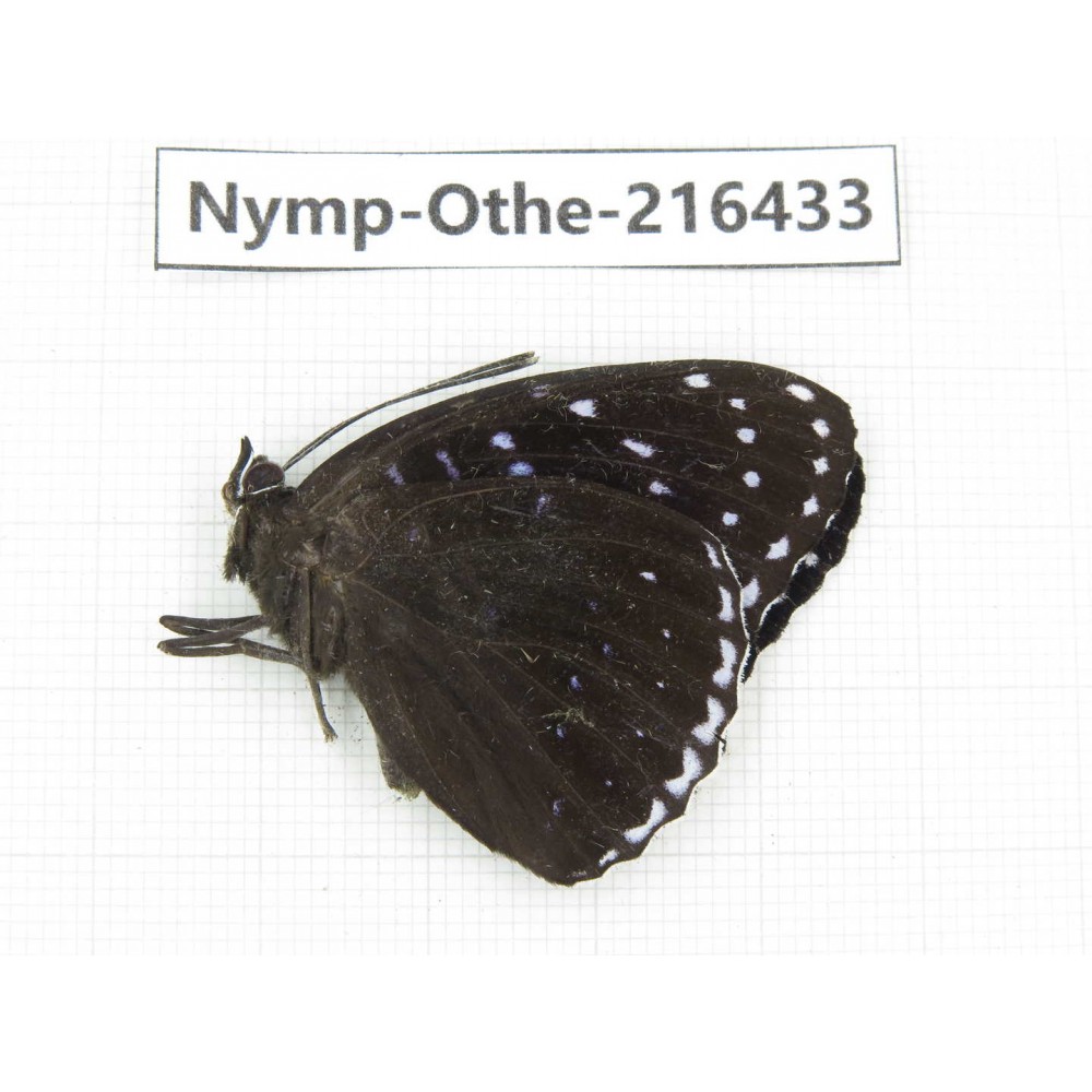 Stibochiona nicea ssp. China, Guizhou, Qiandongnan, Rongjiang county.1M. Nymp-Othe-216433.