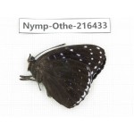 Stibochiona nicea ssp. China, Guizhou, Qiandongnan, Rongjiang county.1M. Nymp-Othe-216433.