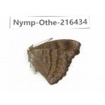 Pseudergolis wedah. China, Guizhou, Qiandongnan, Rongjiang county.1M. Nymp-Othe-216434.