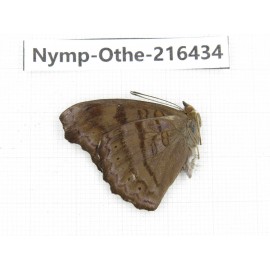 Pseudergolis wedah. China, Guizhou, Qiandongnan, Rongjiang county.1M. Nymp-Othe-216434.