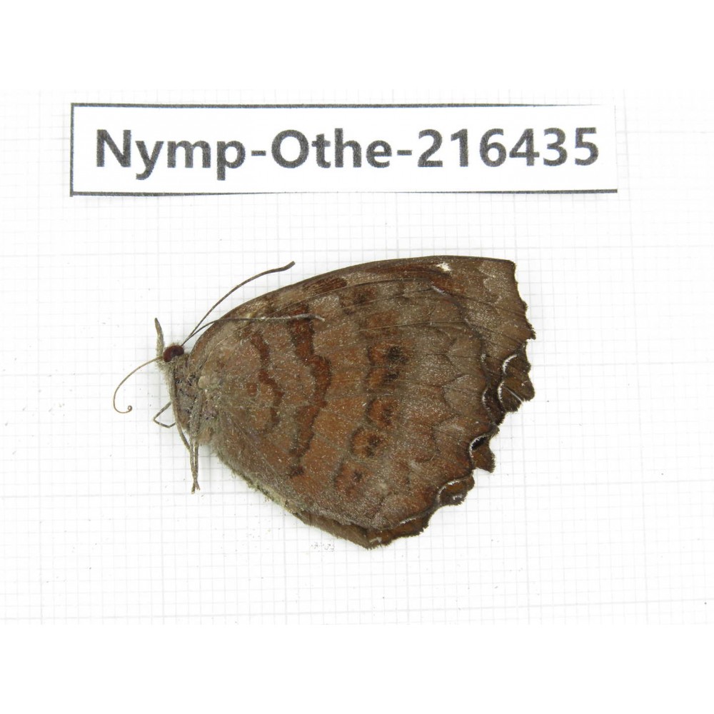 Ariadne ariadne. China, Guizhou, Qiandongnan, Rongjiang county.1M. Nymp-Othe-216435.