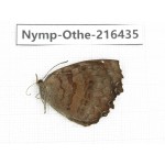 Ariadne ariadne. China, Guizhou, Qiandongnan, Rongjiang county.1M. Nymp-Othe-216435.