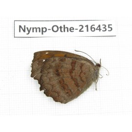 Ariadne ariadne. China, Guizhou, Qiandongnan, Rongjiang county.1M. Nymp-Othe-216435.