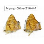 Symbrenthia liaea. China, Guizhou, Qiandongnan, Rongjiang county. 2M. Nymp-Othe-216441.