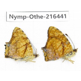 Symbrenthia liaea. China, Guizhou, Qiandongnan, Rongjiang county. 2M. Nymp-Othe-216441.