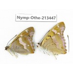 Apatura ilia ssp. China, Heilongjiang, Haerbin, Tonghe county. 2M. Nymp-Othe-213447.