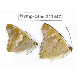 Apatura ilia ssp. China, Heilongjiang, Haerbin, Tonghe county. 2M. Nymp-Othe-213447.